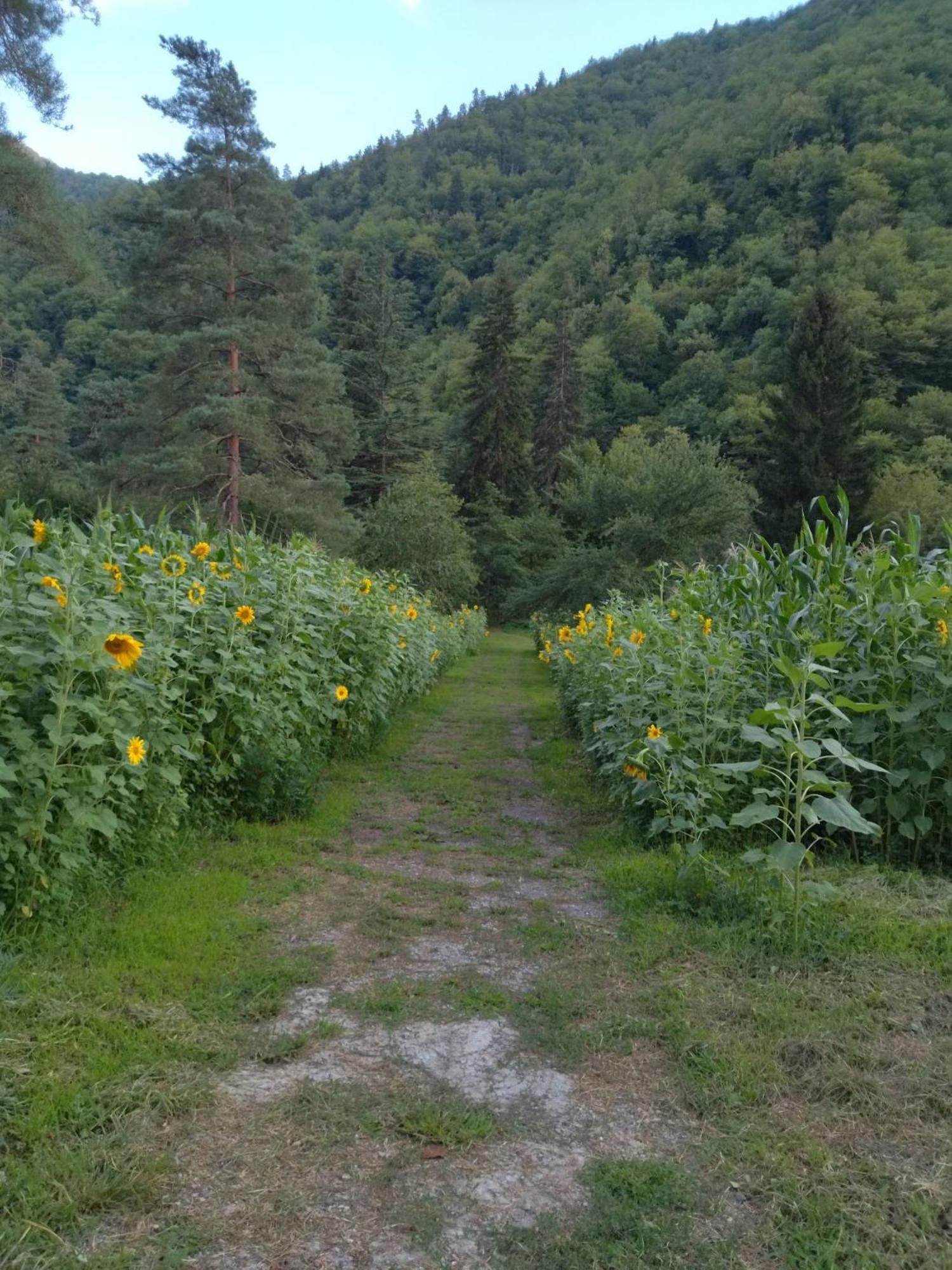 Hotel Alismereti Zekari Екстер'єр фото